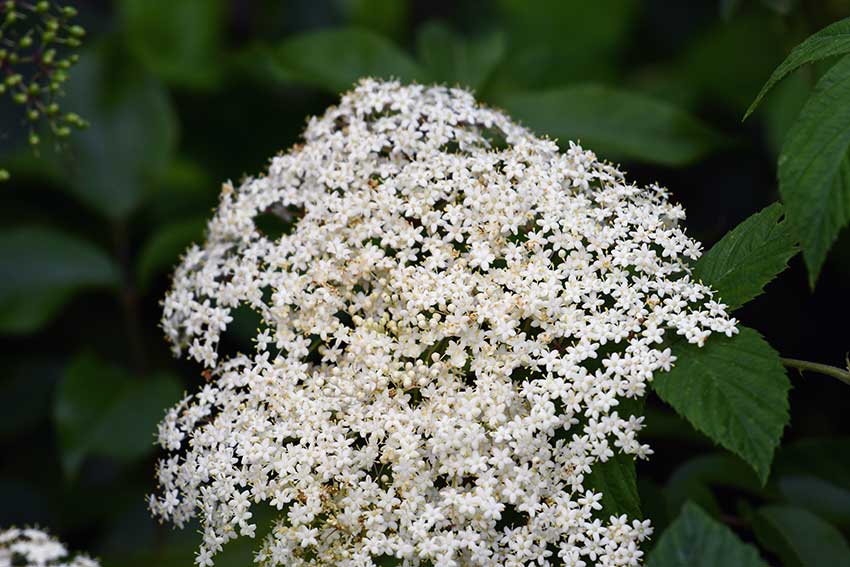 Elderflowers on tree in spring