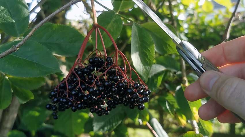 Harvesting elderberries with wooden handled knife