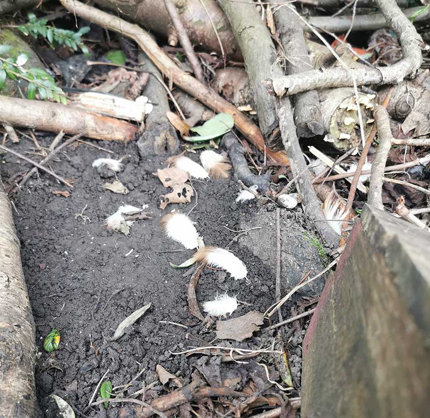 Chicken feathers in the garden