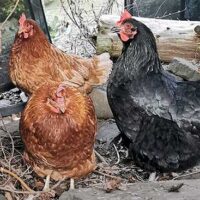 How long do chickens live?
