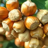 Grow Your Own Hazelnut Tree